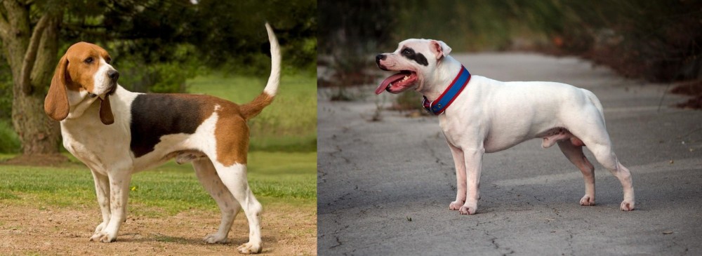 Staffordshire Bull Terrier vs Artois Hound - Breed Comparison