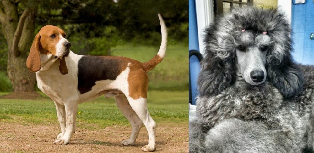 Standard Poodle vs Artois Hound - Breed Comparison