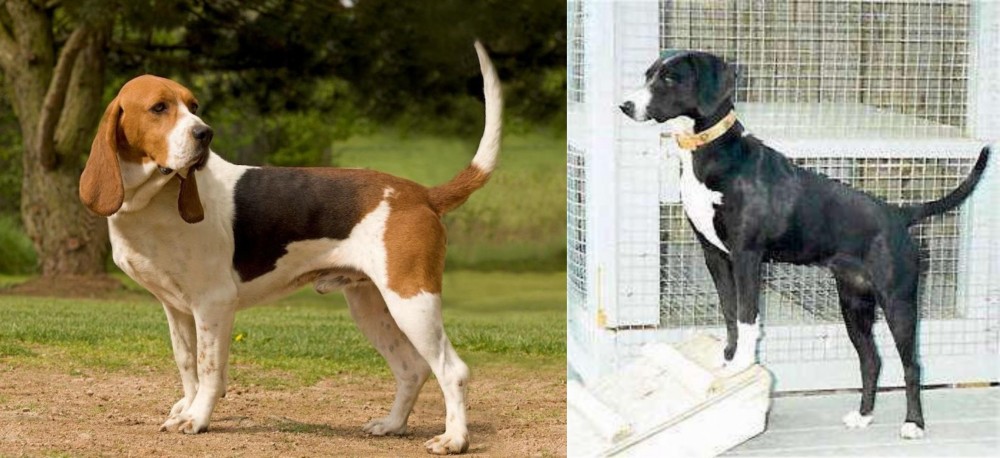 Stephens Stock vs Artois Hound - Breed Comparison