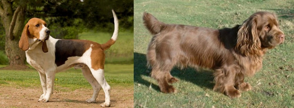 Sussex Spaniel vs Artois Hound - Breed Comparison