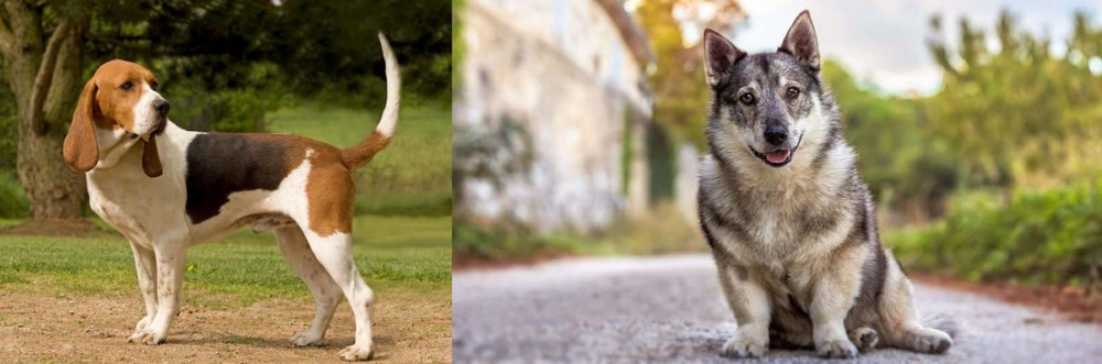 Swedish Vallhund vs Artois Hound - Breed Comparison