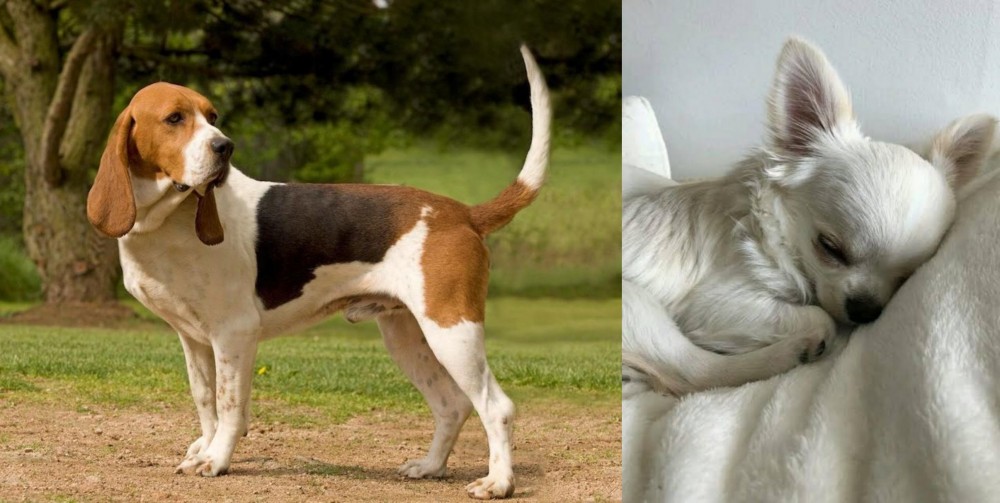Tea Cup Chihuahua vs Artois Hound - Breed Comparison