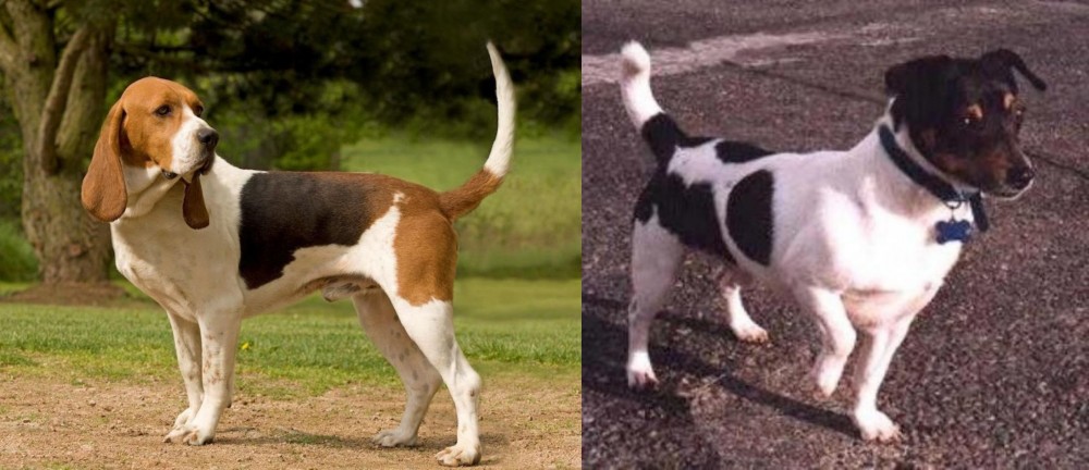 Teddy Roosevelt Terrier vs Artois Hound - Breed Comparison