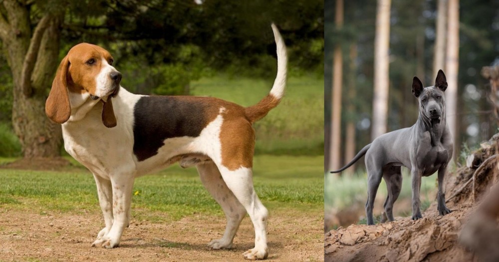 Thai Ridgeback vs Artois Hound - Breed Comparison