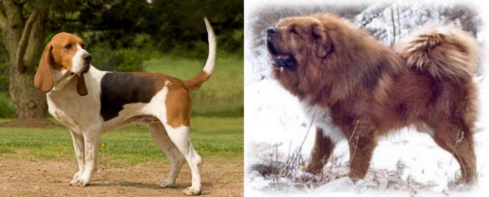 Tibetan Kyi Apso vs Artois Hound - Breed Comparison