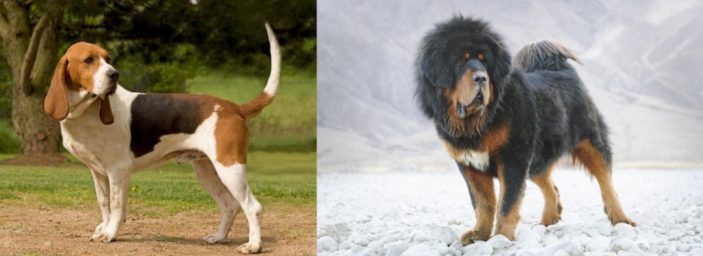 Tibetan Mastiff vs Artois Hound - Breed Comparison