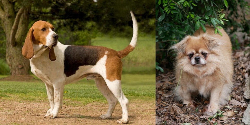 Tibetan Spaniel vs Artois Hound - Breed Comparison