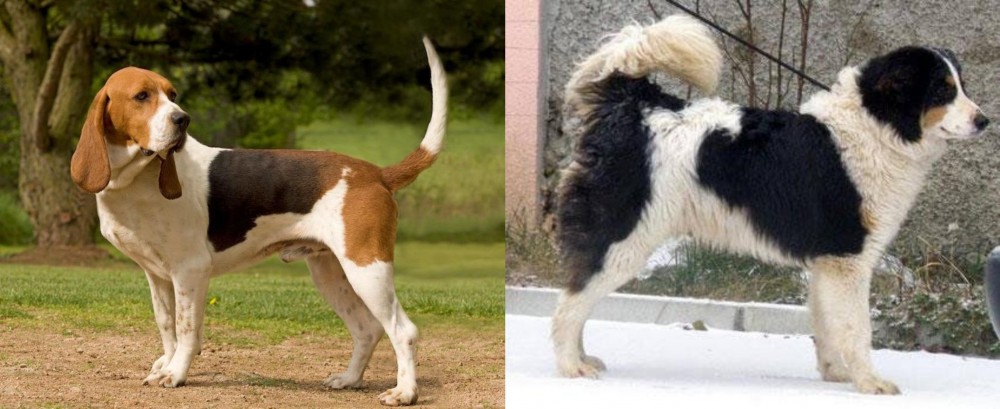 Tornjak vs Artois Hound - Breed Comparison