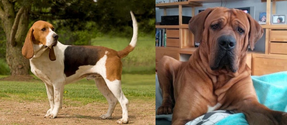 Tosa vs Artois Hound - Breed Comparison