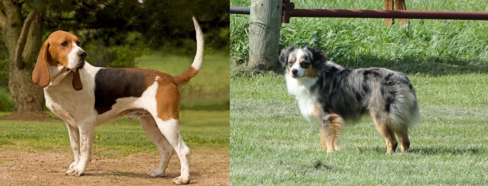 Toy Australian Shepherd vs Artois Hound - Breed Comparison