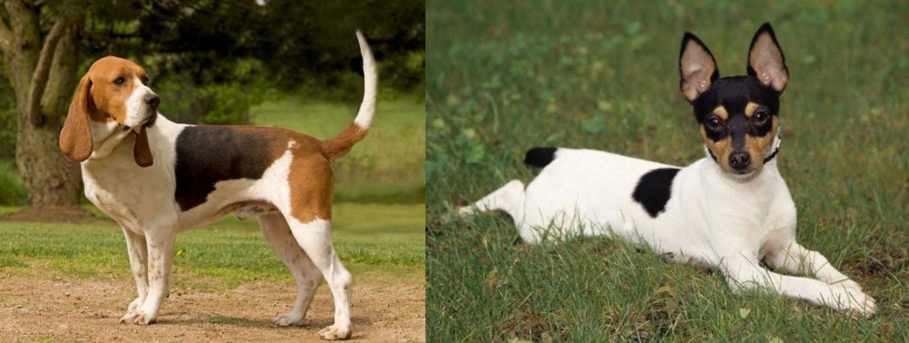 Toy Fox Terrier vs Artois Hound - Breed Comparison