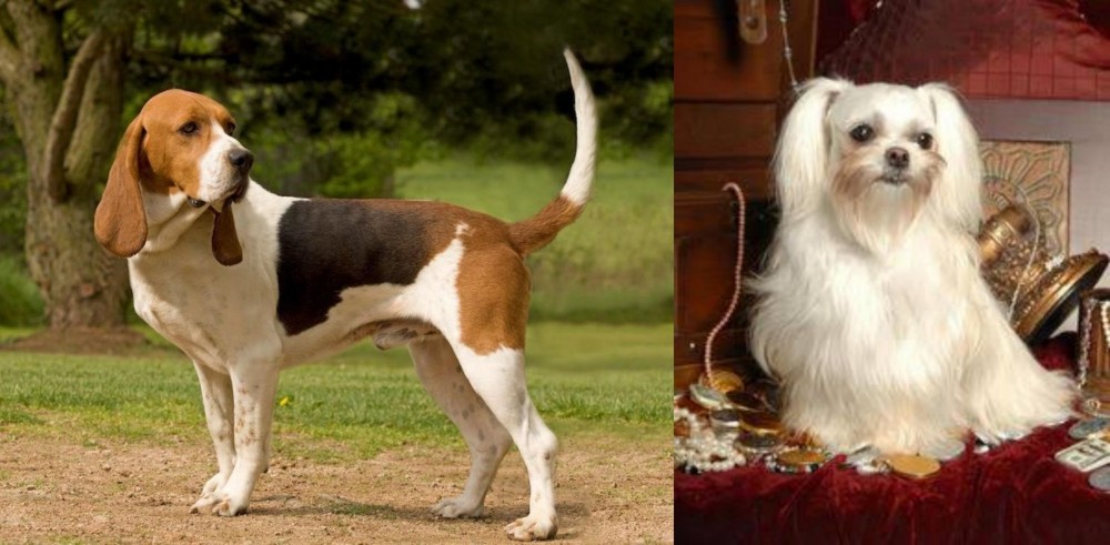 Toy Mi-Ki vs Artois Hound - Breed Comparison