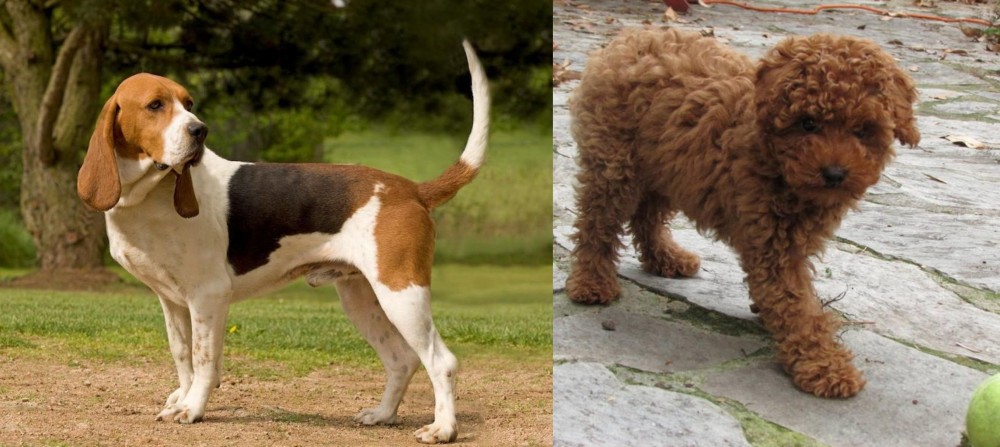 Toy Poodle vs Artois Hound - Breed Comparison