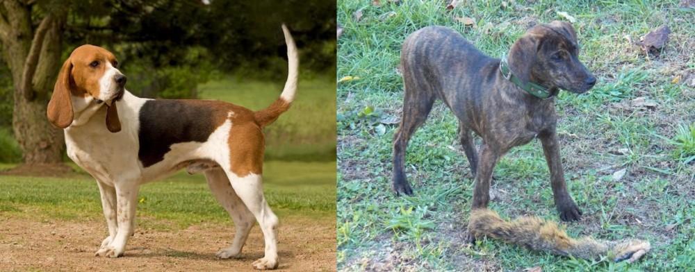 Treeing Cur vs Artois Hound - Breed Comparison