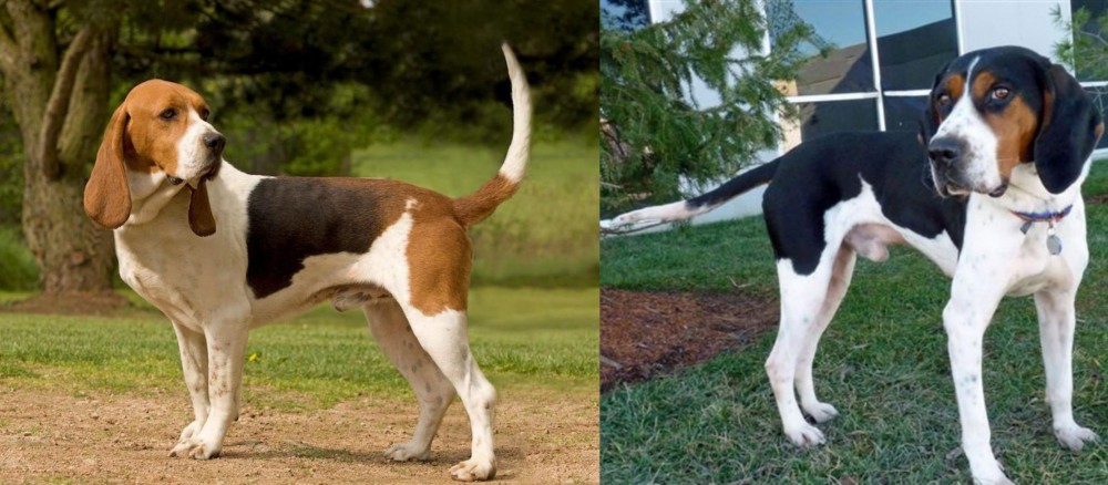 Treeing Walker Coonhound vs Artois Hound - Breed Comparison