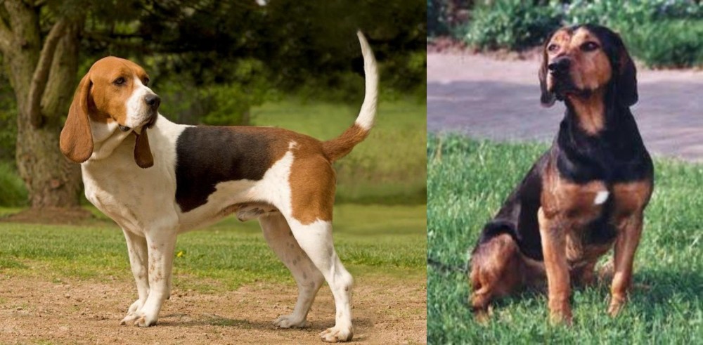 Tyrolean Hound vs Artois Hound - Breed Comparison