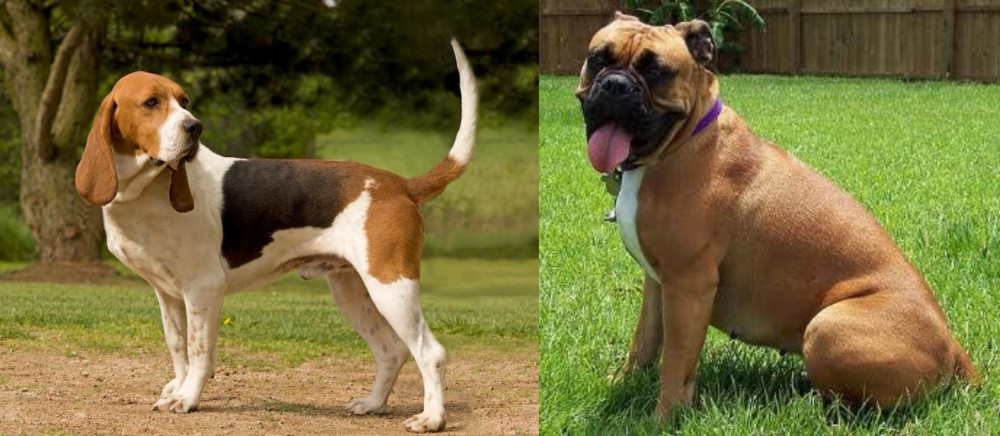 Valley Bulldog vs Artois Hound - Breed Comparison