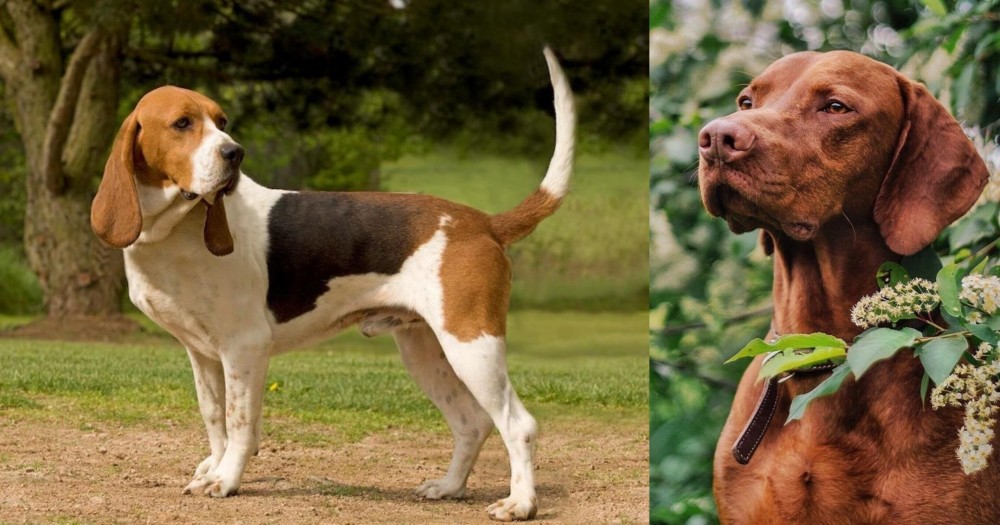 Vizsla vs Artois Hound - Breed Comparison