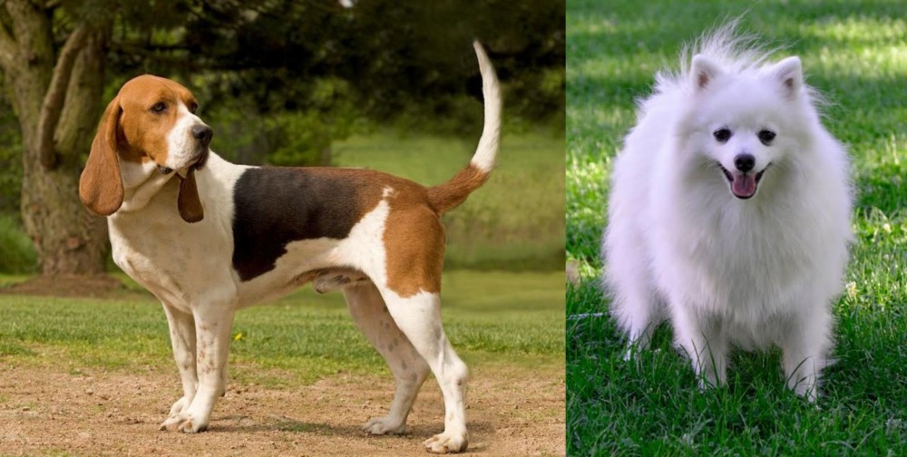 Volpino Italiano vs Artois Hound - Breed Comparison
