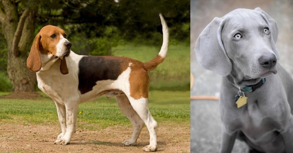 Weimaraner vs Artois Hound - Breed Comparison