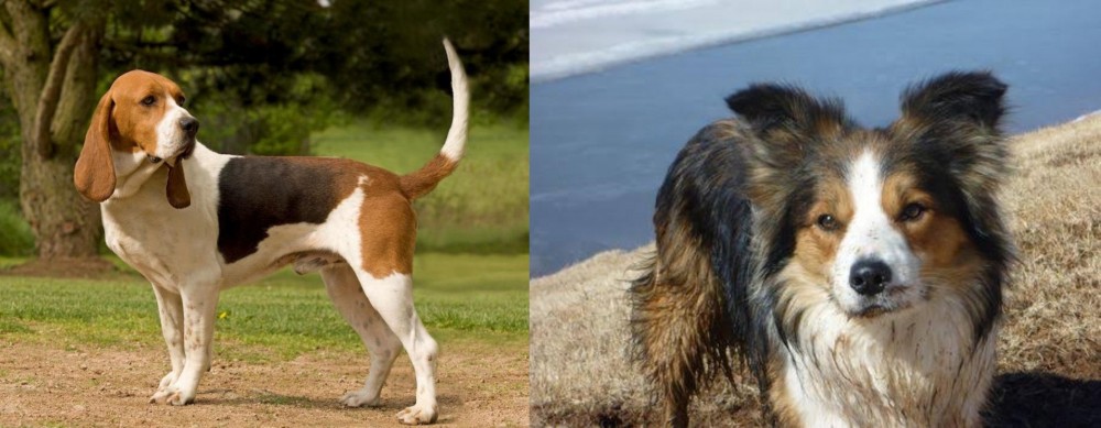 Welsh Sheepdog vs Artois Hound - Breed Comparison