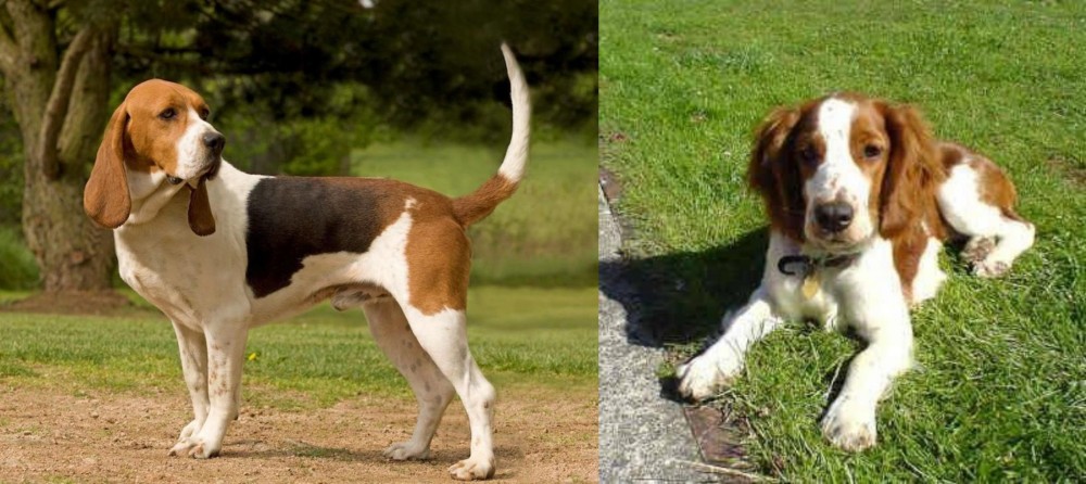 Welsh Springer Spaniel vs Artois Hound - Breed Comparison