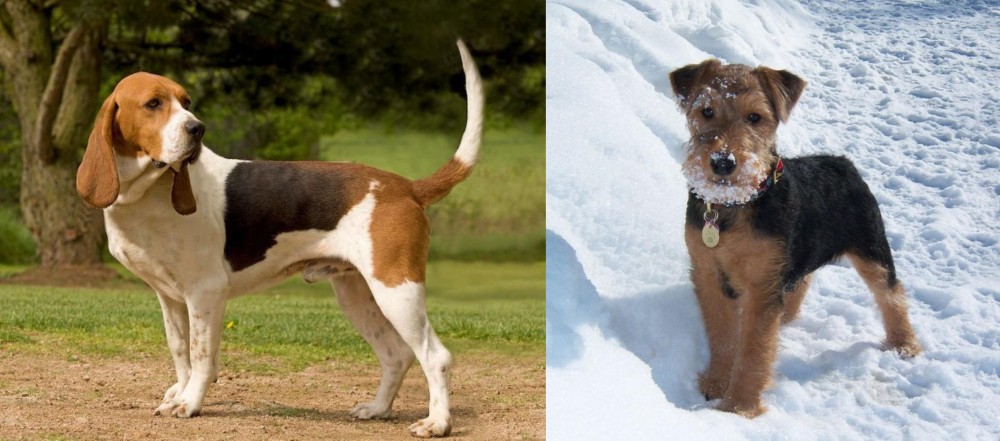 Welsh Terrier vs Artois Hound - Breed Comparison