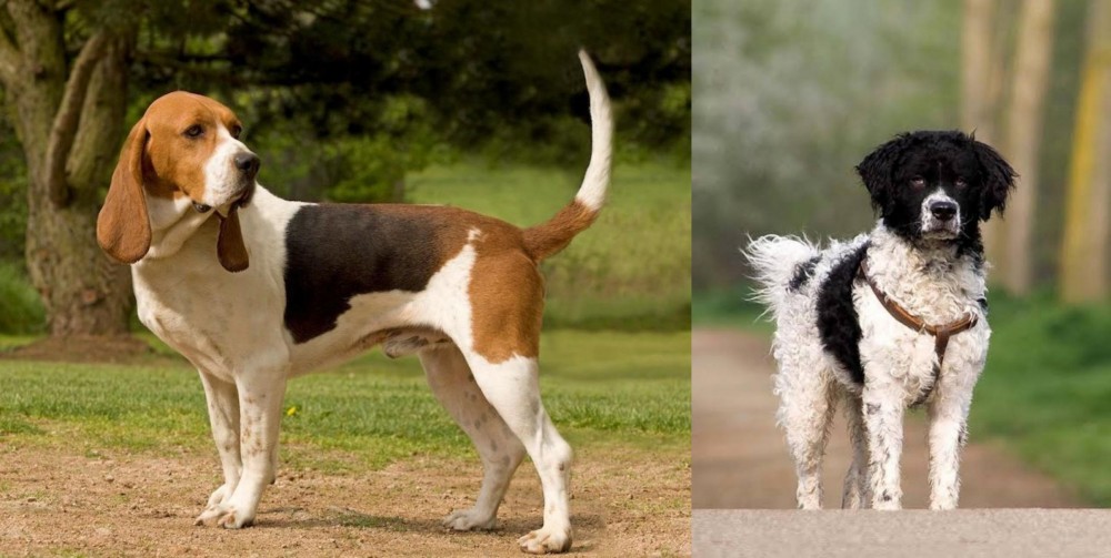 Wetterhoun vs Artois Hound - Breed Comparison