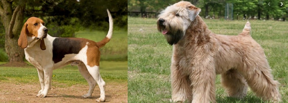 Wheaten Terrier vs Artois Hound - Breed Comparison