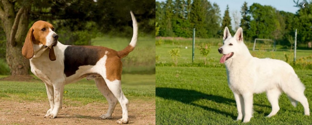 White Shepherd vs Artois Hound - Breed Comparison
