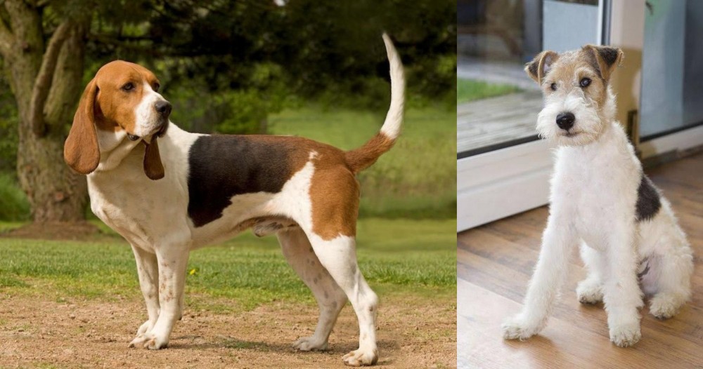 Wire Fox Terrier vs Artois Hound - Breed Comparison