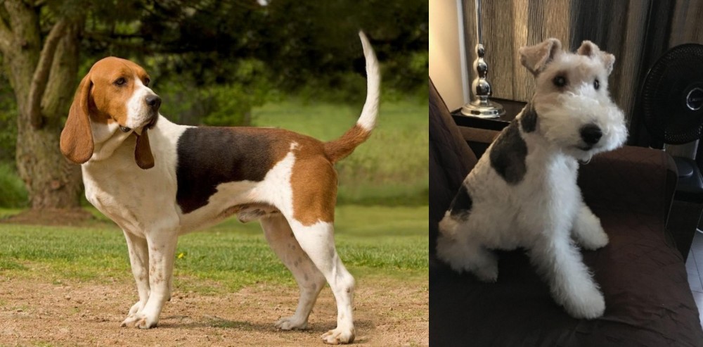 Wire Haired Fox Terrier vs Artois Hound - Breed Comparison