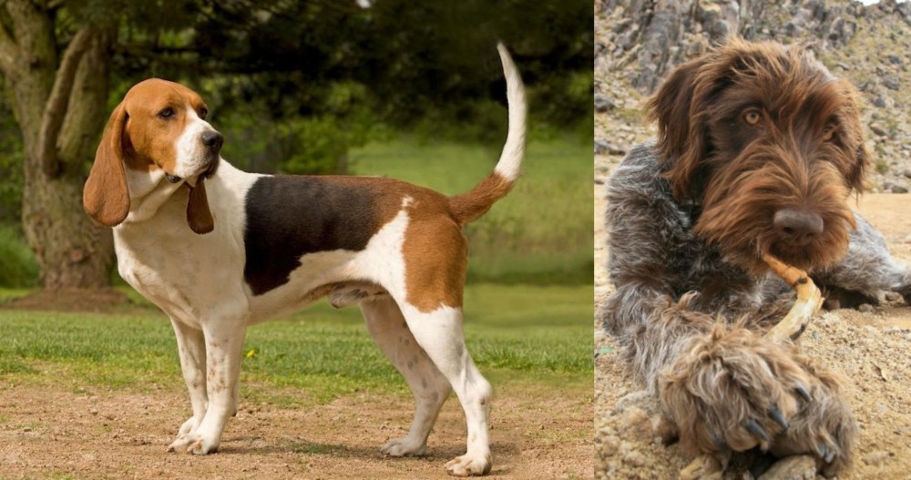 Wirehaired Pointing Griffon vs Artois Hound - Breed Comparison