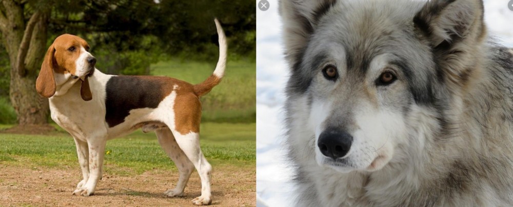 Wolfdog vs Artois Hound - Breed Comparison