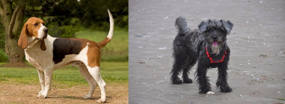 YorkiePoo vs Artois Hound - Breed Comparison