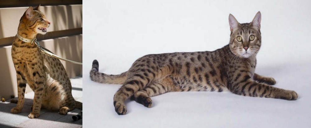 California Spangled Cat vs Ashera - Breed Comparison