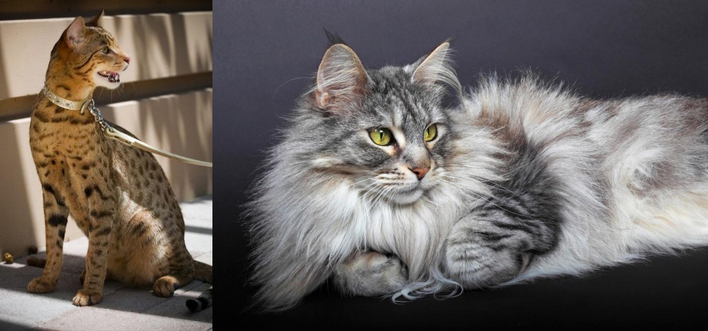Domestic Longhaired Cat vs Ashera - Breed Comparison