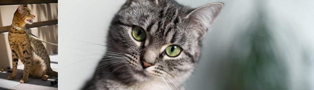 Domestic Shorthaired Cat vs Ashera - Breed Comparison