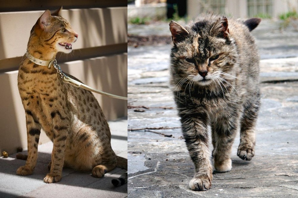 Farm Cat vs Ashera - Breed Comparison