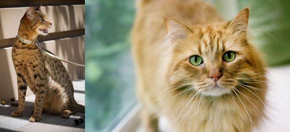 Ginger Tabby vs Ashera - Breed Comparison