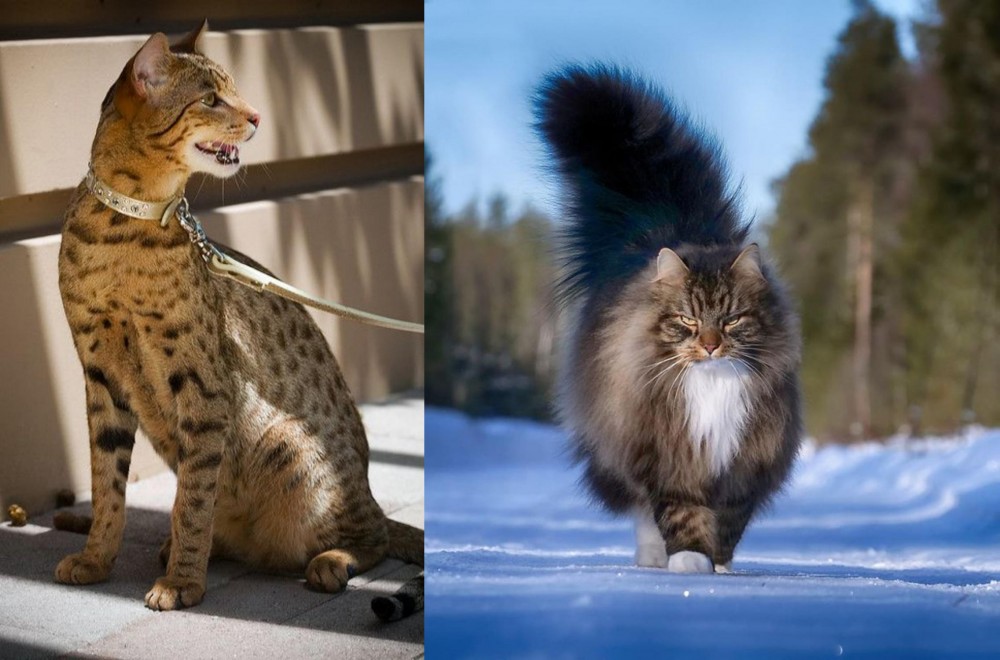 Norwegian Forest Cat vs Ashera - Breed Comparison