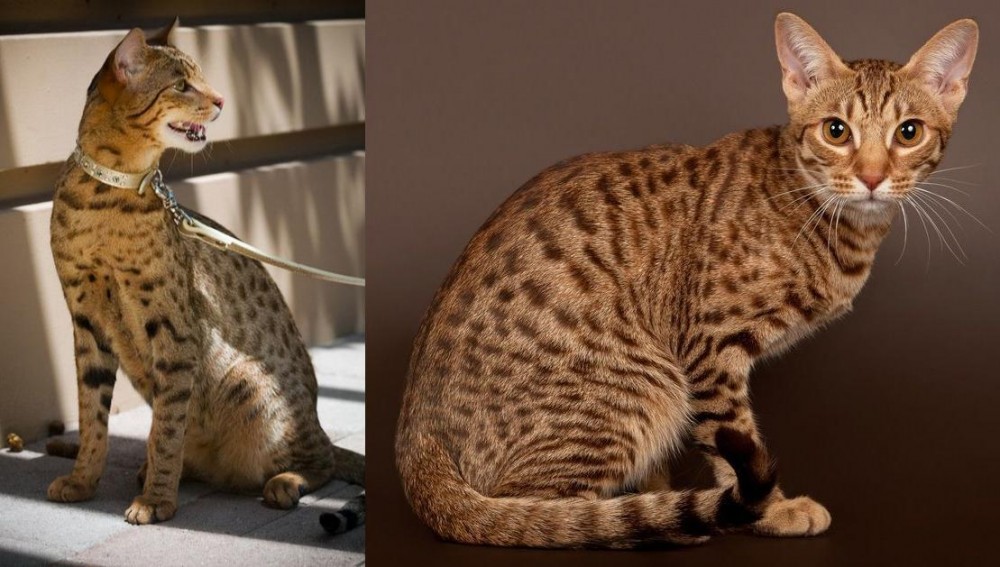 Ocicat vs Ashera - Breed Comparison