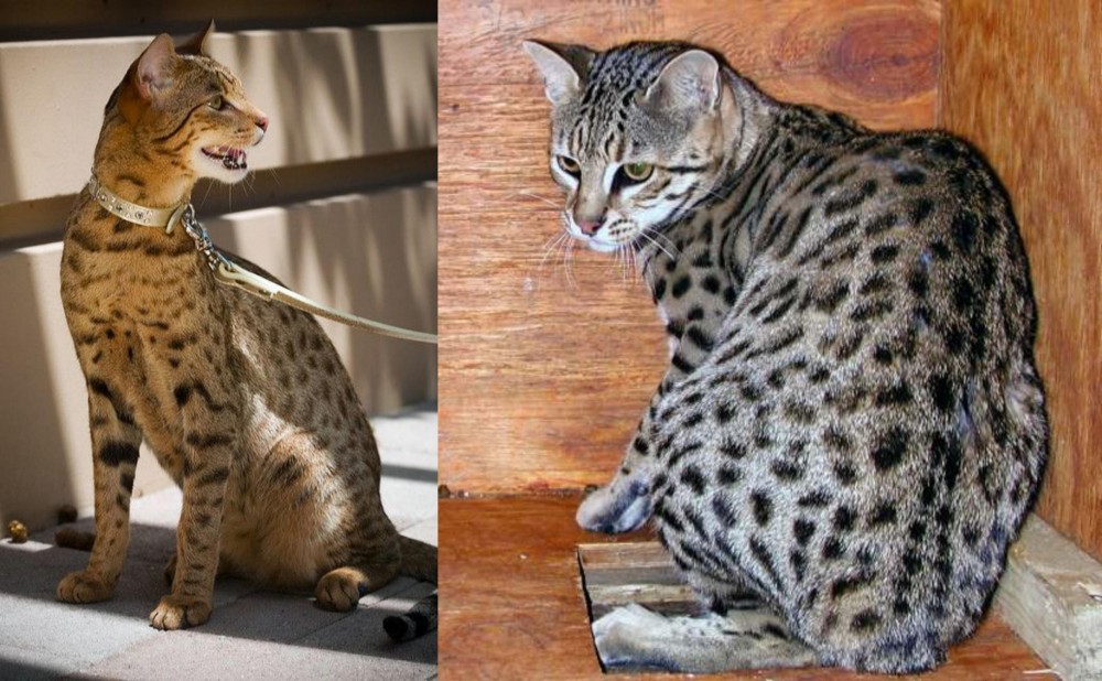 Safari vs Ashera - Breed Comparison