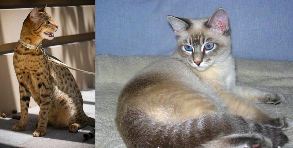 Tiger Cat vs Ashera - Breed Comparison