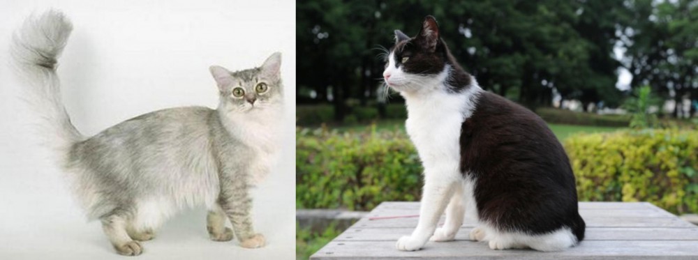 Bicolor vs Asian Semi-Longhair - Breed Comparison