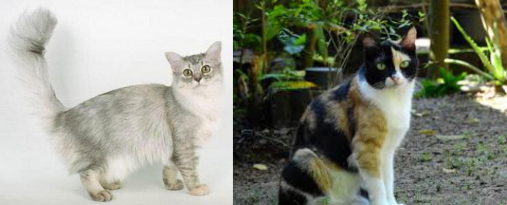 Calico vs Asian Semi-Longhair - Breed Comparison