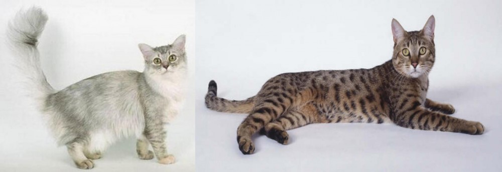 California Spangled Cat vs Asian Semi-Longhair - Breed Comparison