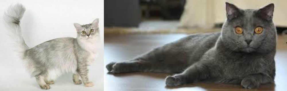 Chartreux vs Asian Semi-Longhair - Breed Comparison
