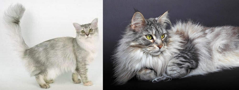 Domestic Longhaired Cat vs Asian Semi-Longhair - Breed Comparison