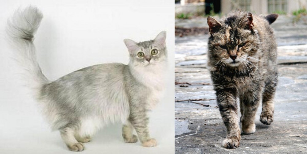 Farm Cat vs Asian Semi-Longhair - Breed Comparison